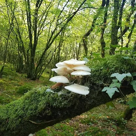 Дом отдыха Sous Le Grand Chene, A La Ferme, Finistere *